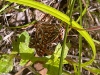 martinique-2014-agraulis-vanillae-insularis