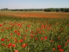 coquelicots-juin-2015