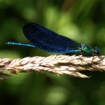 Calopteryx virgo meridionalis