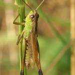 Chorthippus parallelus