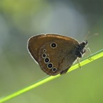 Coenonympha oedippus